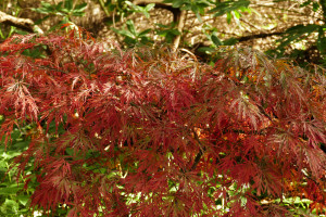 Acer palmatum Garnet                     